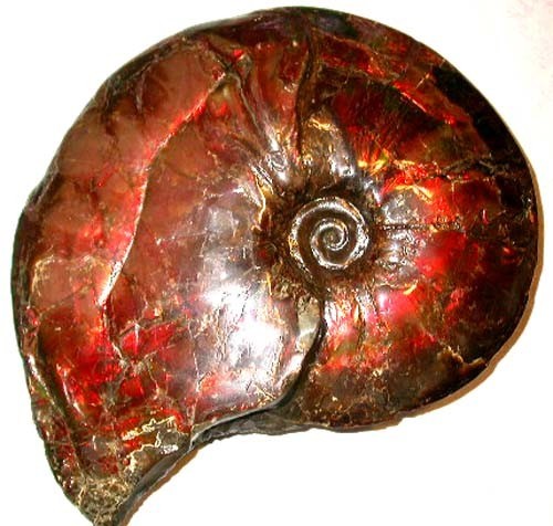 Phylloceras is one of the earlier ammonites and is moderately commonly found in the Northern Hemisphere deposits dating from the Early Jurassic Period, some 185-180 million years ago.