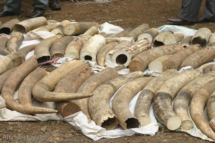 Banned items include: Elephant Ivory, Hippo, Mammoth, Whale Teeth, Warthog, and Walrus.