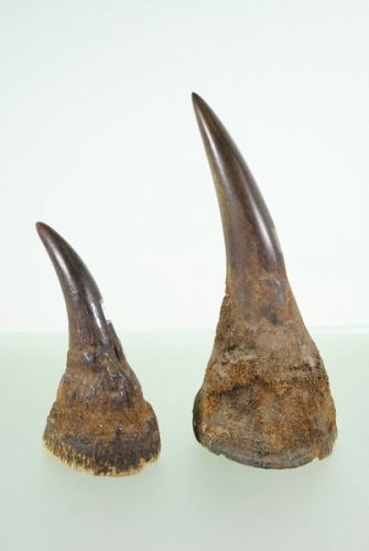 Antique Rhino Horn